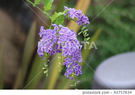 綠葉紫花瓣杜蘭塔花盛開的風景 綠葉紫花瓣杜蘭塔花盛開的風景 93757634