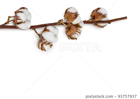 Cotton plant flower branch isolated on white background with full depth of field 93757937