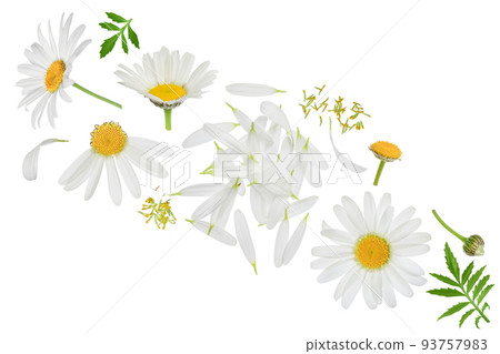 chamomile or daisies isolated on white background. Set or collection. 93757983