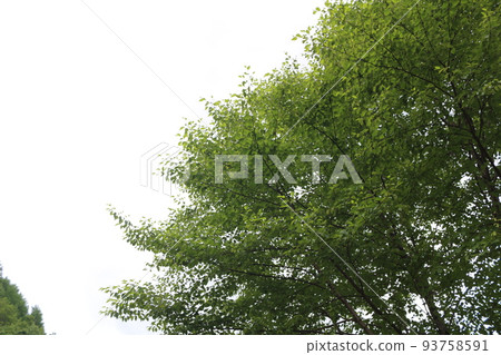 Minebari Tree, Minahin Minebari Tree, Minahin 93758591