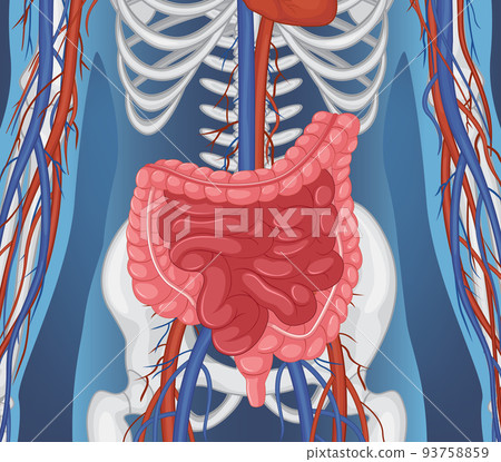 Human internal organ with intestine Human internal organ with intestine 93758859