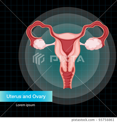 Human internal organ with uterus 93758861