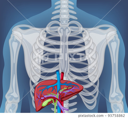 X-ray of human body with internal organs 93758862