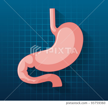 Human internal organ with stomach Human internal organ with stomach 93759360