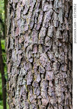 一棵有年輪的巨樹的樹皮 一棵有年輪的巨樹的樹皮 93759652