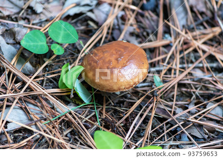 生長在紅松下的蘑菇 生長在紅松下的蘑菇 93759653