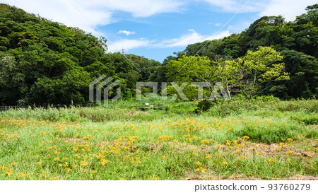 Marshland Summer 93760279