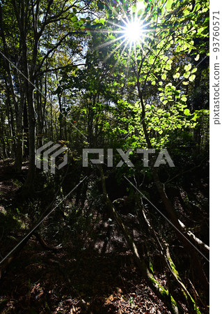 Autumn leaves of Oginoyama Autumn leaves of Oginoyama 93760571