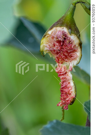 被害蟲吞噬的無花果 被害蟲吞噬的無花果 93760859