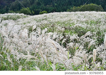 從上山高原 從上山高原 93760955