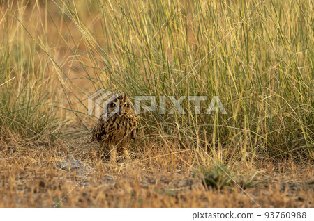 short eared owl or Asio flammeus bird on ground in grassland at forest reserve or national park of india asia short eared owl or Asio flammeus bird on ground in grassland at forest reserve or national park of india asia 93760988