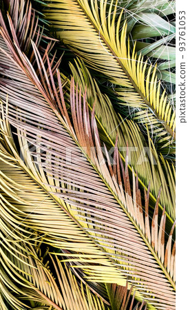 Background of tropical palm leaves. Top view, close-up, vertical frame Background of tropical palm leaves. Top view, close-up, vertical frame 93761053