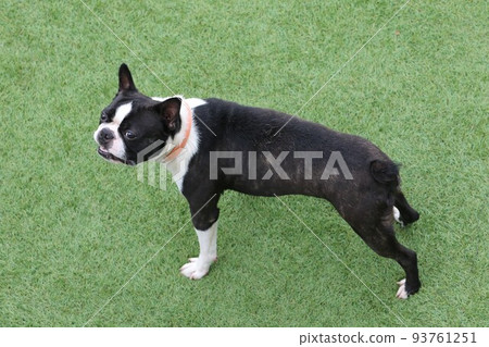 Mighty-kun, a cute Boston terrier staring at the blue sky while playing on the dog run in Yuzu no Sato Moroyama Town ♡ He looks happy Mighty-kun, a cute Boston terrier staring at the blue sky while playing on the dog run in Yuzu no Sato Moroyama Town ♡ He looks happy 93761251