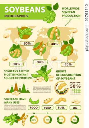 Soy and soybean infographics, beans production and consumption statistics graphs, vector. Soybean growing, cultivation data and information diagrams of soy beans in food, feed or oil fuel industry Soy and soybean infographics, beans production and consumption statistics graphs, vector. Soybean growing, cultivation data and information diagrams of soy beans in food, feed or oil fuel industry 93761540