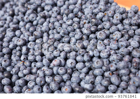 blueberry berries collected in the forest blueberry berries collected in the forest 93761841