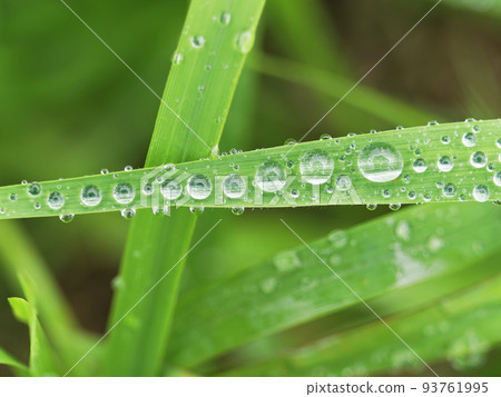 Rain drops 93761995