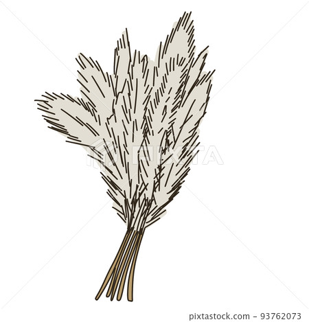 Pampasgrass 93762073