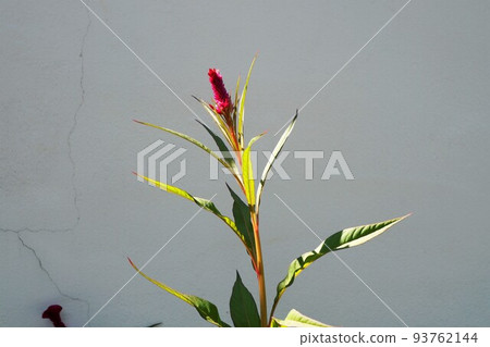 雞冠花剛剛開始綻放 雞冠花剛剛開始綻放 93762144