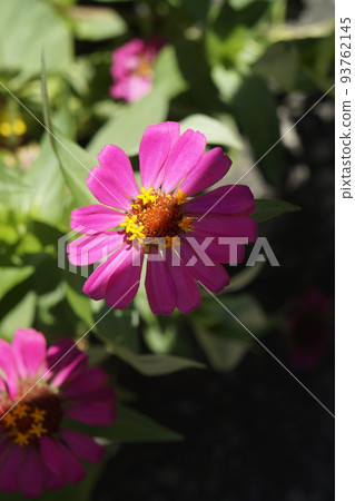 盛開的鈴蘭花 盛開的鈴蘭花 93762145
