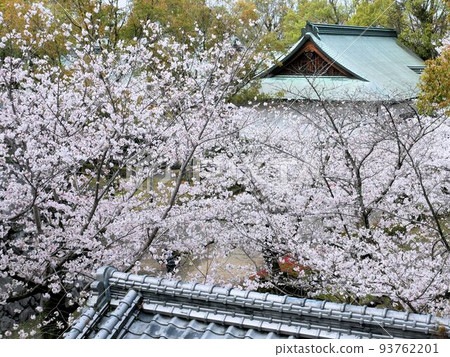 八代神社的櫻花(熊本縣八代市八代城跡) 八代神社的櫻花(熊本縣八代市八代城跡) 93762201