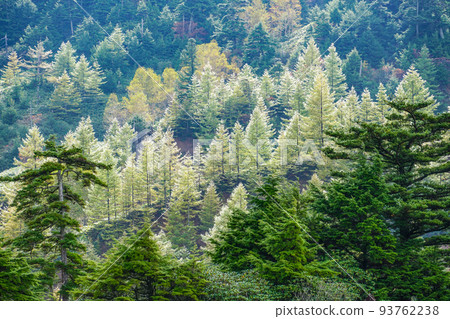 After the rain, sunshine trees 93762238