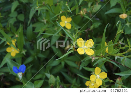夏季田間開花的牛蒡根小黃花 93762361