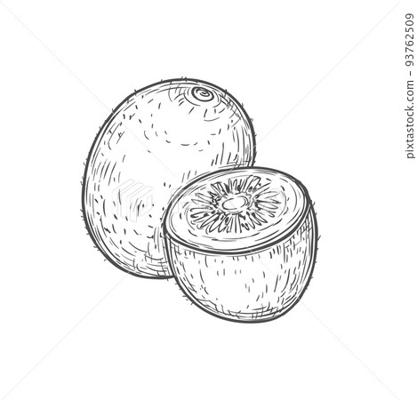 Kiwi exotic fruit isolated vector isolated sketch icon. Tropical exotic vegetarian food, kiwifruit chinese whole gooseberry monochrome engraved sign, retro drawing. Juicy vintage hand drawn symbol 93762509