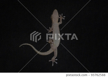 出現在紗門上的壁虎 93762588