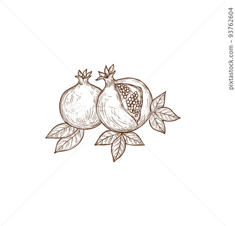 Fruit pomegranate whole and cut with seeds isolated sketch. Vector Rosh Hashanah symbol, garnet summer sweet dessert with leaves. Jewish forbidden fruit, pomegranates hand drawn vegetarian food Fruit pomegranate whole and cut with seeds isolated sketch. Vector Rosh Hashanah symbol, garnet summer sweet dessert with leaves. Jewish forbidden fruit, pomegranates hand drawn vegetarian food 93762604