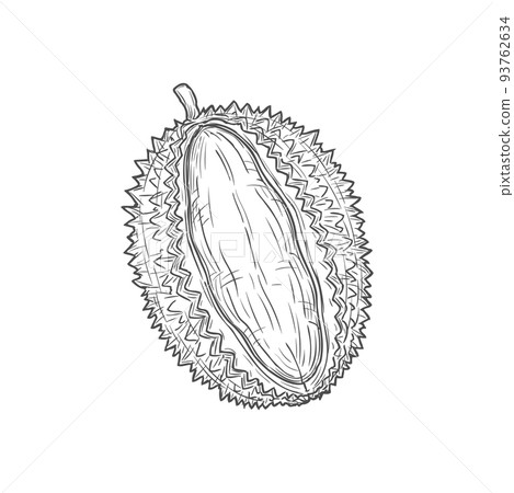 Tropical durian isolated vector cut fruit sketch monochrome icon. Vector asian smelling fruit with odour flavour, breadfruit jackfruit, vegetarian food. Exotic dessert, tasty pulp, Durio zibethinus 93762634