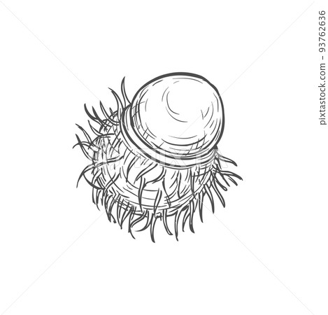 Rambutan half peeled tropical fruit isolated hand drawn sketch. Vector monochrome icon of lychee or mamoncillo, longan or pulasan. Exotic fruit dessert, healthy snack, Thai berry in black and white Rambutan half peeled tropical fruit isolated hand drawn sketch. Vector monochrome icon of lychee or mamoncillo, longan or pulasan. Exotic fruit dessert, healthy snack, Thai berry in black and white 93762636
