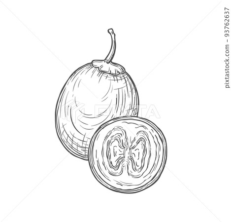 Tamarillo fruit sketch isolated monochrome dessert. Vector egg-shaped edible fruit, whole and slice cut tree tomato. Tomate andino or serrano, blood fruit, sachatomate, berenjena and tamamoro 93762637