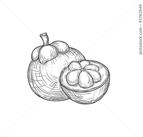 Exotic santol, cotton fruit isolated tropic food monochrome sketch icon. Vector vegetarian product, grocery Thailand food, edible vegetarian tropical santol. Open cotton fruit with seeds and pulp Exotic santol, cotton fruit isolated tropic food monochrome sketch icon. Vector vegetarian product, grocery Thailand food, edible vegetarian tropical santol. Open cotton fruit with seeds and pulp 93762649