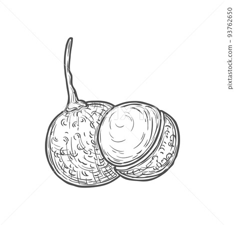 Jaboticaba exotic fruit isolated Jabuticaba icon monochrome sketch. Vector thick-skinned berry, jaboticaba exotic fruit, sweet dessert whole and half. Brazilian fruit, tropical jaboticabeira 93762650