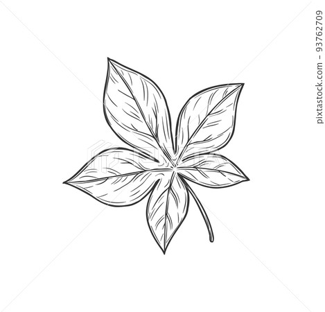 Horsechestnut Buckeye leaf isolated sketch monochrome icon. Vector spring or summer foliage, autumn fall decorative element, hand drawn horse chesnut botanical plant symbol in black and white 93762709