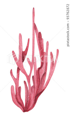 Seaweeds. Underwater ocean plants, sea coral elements. Watercolor illustration. Seaweeds. Underwater ocean plants, sea coral elements. Watercolor illustration. 93762872