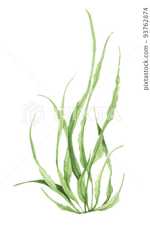 Seaweeds. Underwater ocean plants, sea coral elements. Watercolor illustration. Seaweeds. Underwater ocean plants, sea coral elements. Watercolor illustration. 93762874