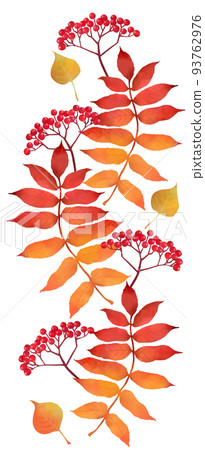 Rowan with autumn leaves vertical material 93762976