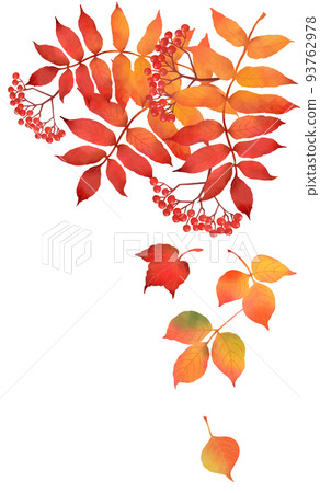 Rowan and fallen leaves with autumn leaves Rowan and fallen leaves with autumn leaves 93762978