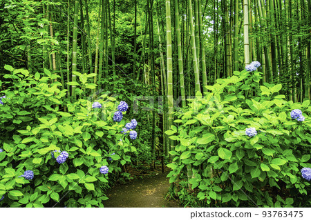 鎌倉市名月院境內的竹林 鎌倉市名月院境內的竹林 93763475