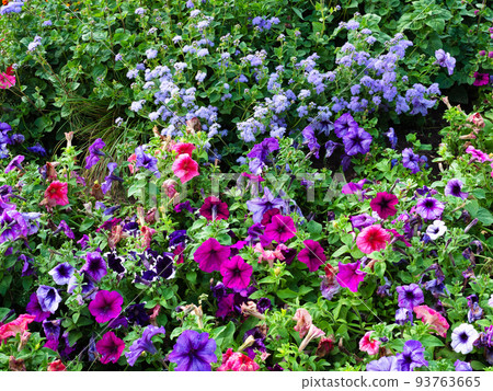 lush flowerbed with purple and blue flowers 93763665
