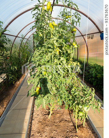 sweet peppers and tomatoes in greenhouse sweet peppers and tomatoes in greenhouse 93763670