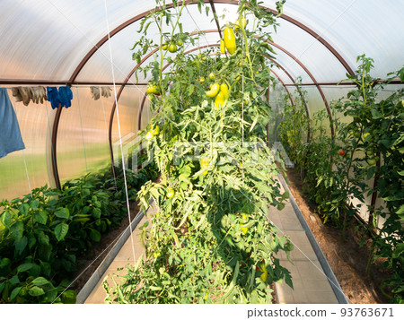bushes with green sweet peppers in greenhouse bushes with green sweet peppers in greenhouse 93763671