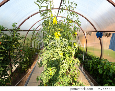 green sweet peppers in polycarbonate greenhouse 93763672