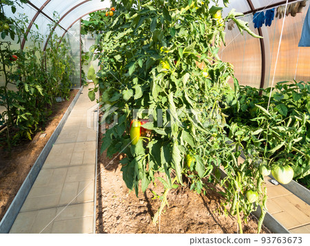 ripening sweet peppers and tomatoes in greenhouse ripening sweet peppers and tomatoes in greenhouse 93763673