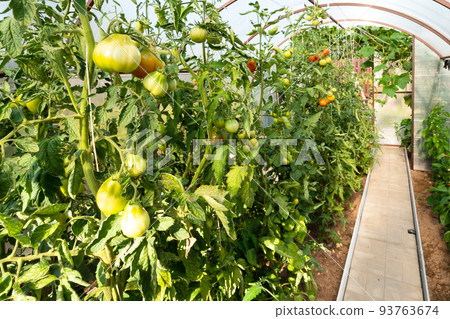 ripening tomatoes in polycarbonate greenhouse 93763674