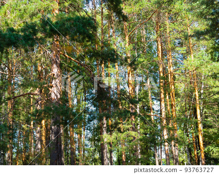 pine tress lit by sun in pine forest in summer 93763727