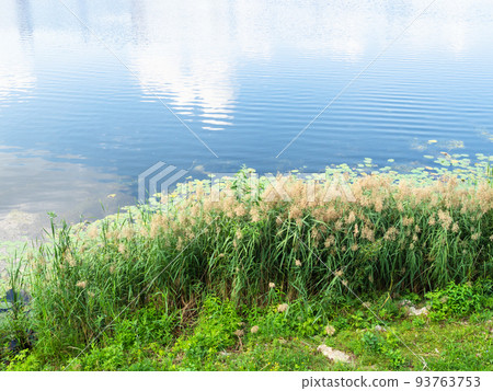 beach of Malaya Kokshaga river in Yoshkar-Ola 93763753