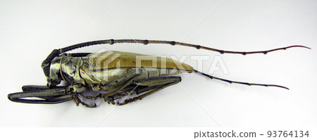 Longhorn giant beetle Batocera hercules from Indonesia. Isolated on white. Cerambycidae. Coleoptera. Entomology. 93764134
