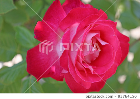 Beeffer's Rose Beeffer's Rose 93764150